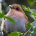 Squirrel Cuckoo