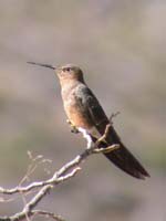 4w33_Patagona-gigas-perchin