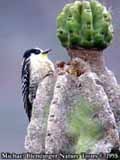 bolivia bw 03 2 Melanerpes cactorum female on cactus