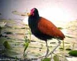 bolivia bw 22 1 Jacana jacana adult flowering water lily