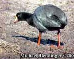 bolivia bw 22 11 fulica gigantea grazing