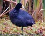 bolivia bw 30 11 Fulica ardesiaca 1