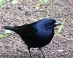 bolivia bw 30 3 Molotrus bonariensis piso