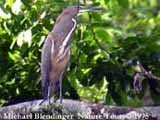 bolivia bw 70 7 Tigrisoma fasciatum adult perching 1