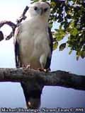bolivia bw 70 8 Leucopternis albicollis adult perching 1
