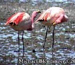 bolivia bw 80 11 Phoenicoparrus jamesii interacting 1