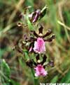fu09_orquidea_1