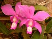 nk01_orquidea_5