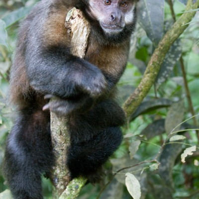 Brown Capuchin Monkey