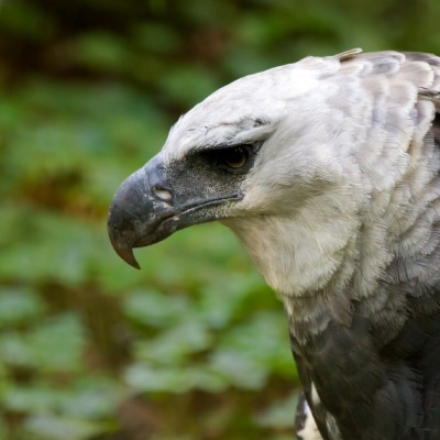 Harpy Eagle