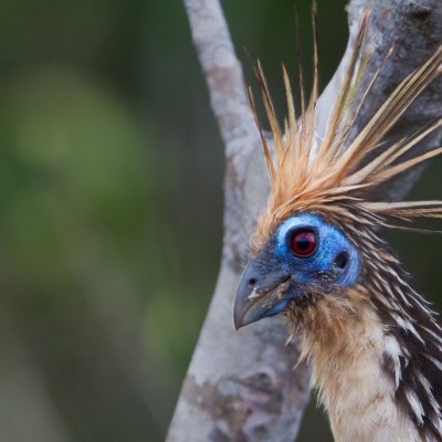 Hoatzin