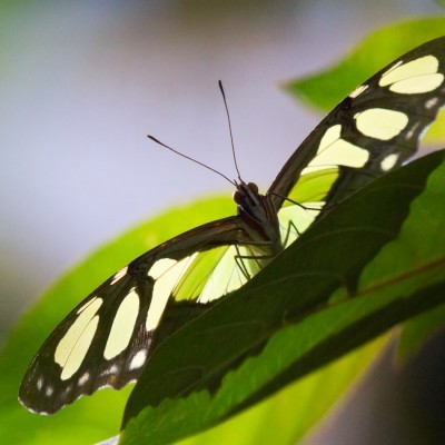 Philaethria Butterfly