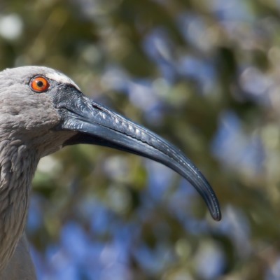 Plumbeous Ibis