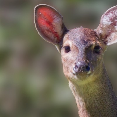 Red Brocket Deer