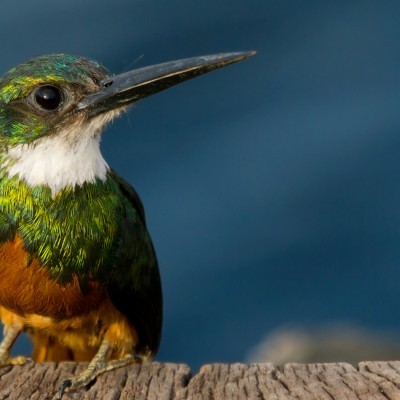 Rufous Tailed Jacamar