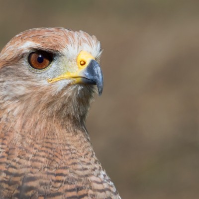 Savanna Hawk